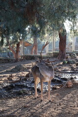 Deer grazing forest. High quality photo