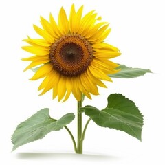 Bright sunflower with vibrant yellow petals.