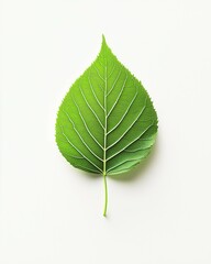 Obraz premium green leaf on white isolated backgound