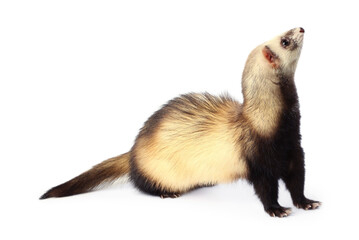 Cute ferret on white background. Domestic pet