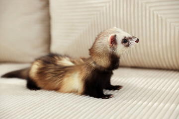 Cute ferret on beige sofa. Domestic pet