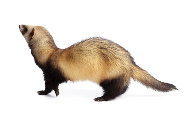 Cute ferret on white background. Domestic pet