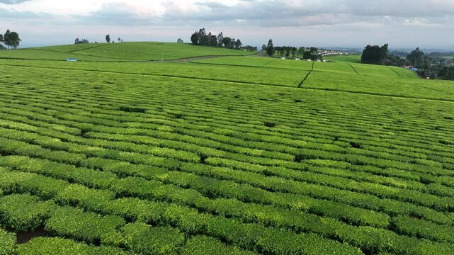 Aerial view of lush tea plantations and expansive fields under a serene sky, Limuru, Kenya.