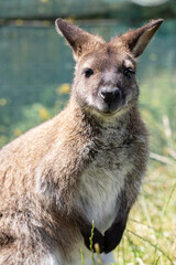 Cute fluffy wallaby in the park. Marsupial mammals. Australia