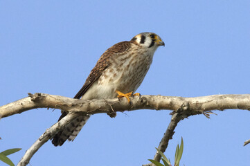 a falco perched on branch © yanko