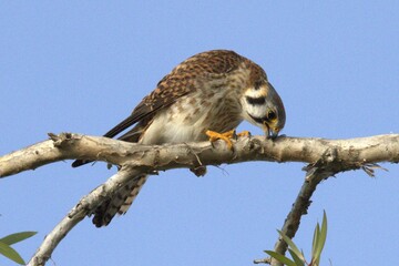a falco perched on branch © yanko