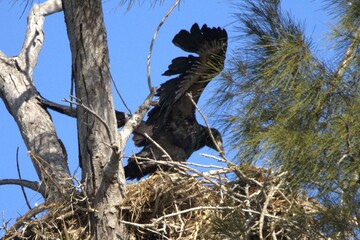 bald eagles in   the nest
