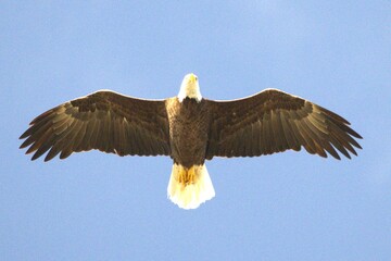 bald eagle in fly