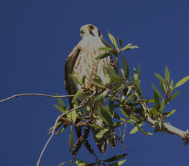 a falco perched on branch © yanko