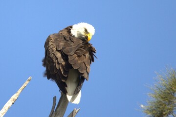 american bald eagle