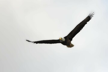 bald eagle in fly