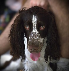 cocker spaniel dog