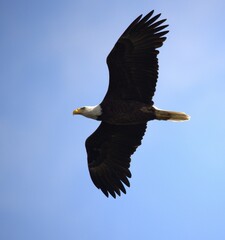 bald eagle in fly