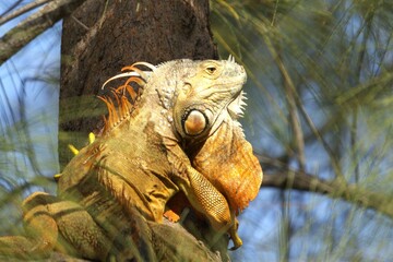 a iguana in te forest