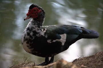 duck in the forest