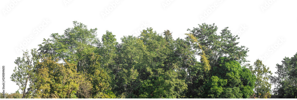 Aufkleber Green Trees on transparent background. are Forest and foliage in summer for both printing and web pages with cut path and alpha channel