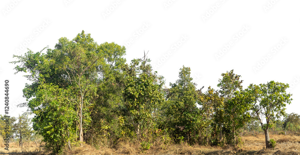 Poster Green Trees on transparent background. are Forest and foliage in summer for both printing and web pages with cut path and alpha channel