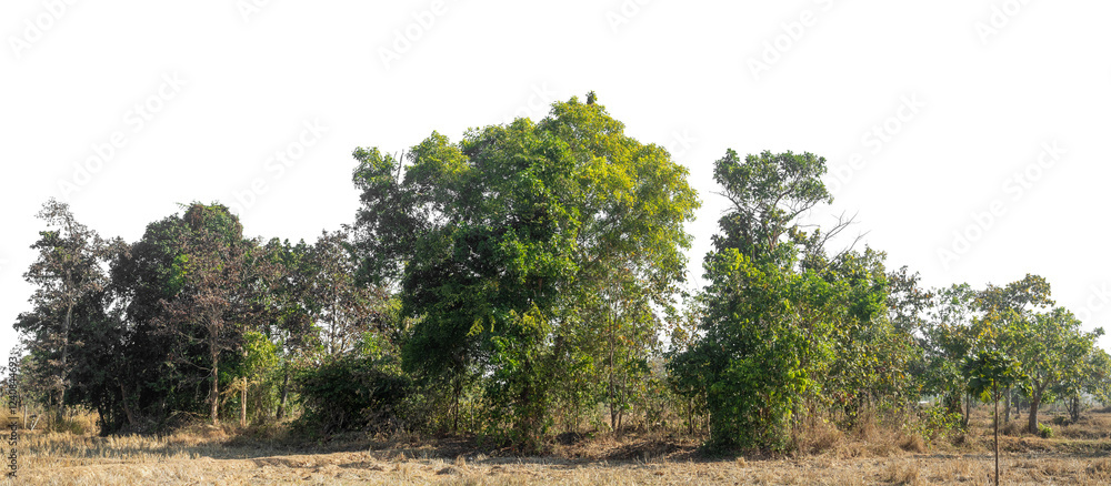 Poster Green Trees on transparent background. are Forest and foliage in summer for both printing and web pages with cut path and alpha channel