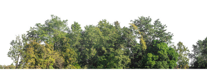 Green Trees on transparent background. are Forest and foliage in summer for both printing and web pages with cut path and alpha channel