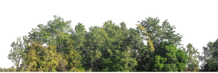 Green Trees on transparent background. are Forest and foliage in summer for both printing and web pages with cut path and alpha channel