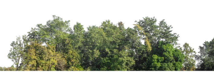 Green Trees on transparent background. are Forest and foliage in summer for both printing and web pages with cut path and alpha channel © Sarawut