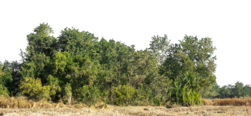 Green Trees on transparent background. are Forest and foliage in summer for both printing and web pages with cut path and alpha channel