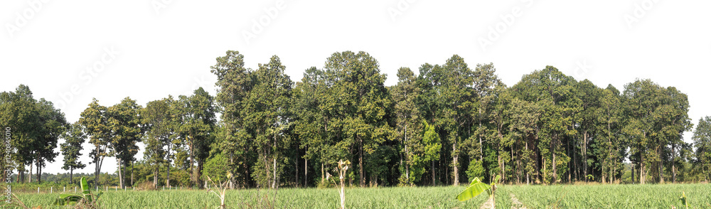 Aufkleber Green Trees on transparent background. are Forest and foliage in summer for both printing and web pages with cut path and alpha channel
