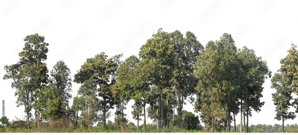 Aufkleber Green Trees on transparent background. are Forest and foliage in summer for both printing and web pages with cut path and alpha channel
