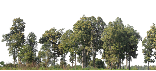 Green Trees on transparent background. are Forest and foliage in summer for both printing and web pages with cut path and alpha channel