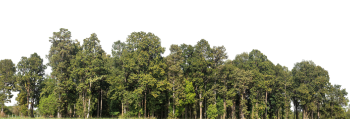 Green Trees on transparent background. are Forest and foliage in summer for both printing and web pages with cut path and alpha channel