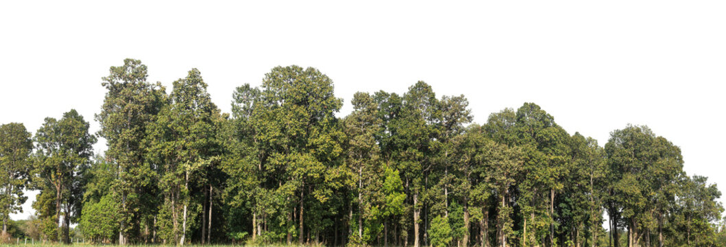 Green Trees on transparent background. are Forest and foliage in summer for both printing and web pages with cut path and alpha channel