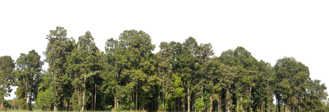 Green Trees on transparent background. are Forest and foliage in summer for both printing and web pages with cut path and alpha channel