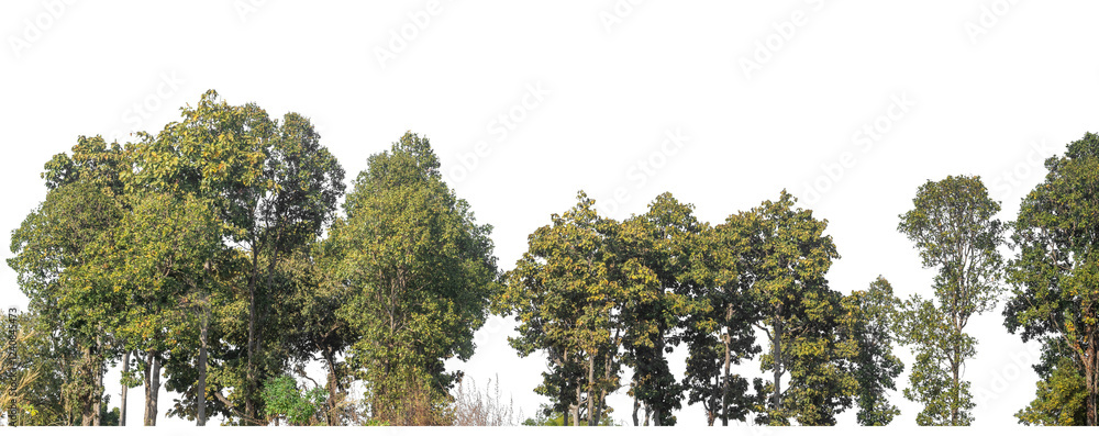 Aufkleber Green Trees on transparent background. are Forest and foliage in summer for both printing and web pages with cut path and alpha channel