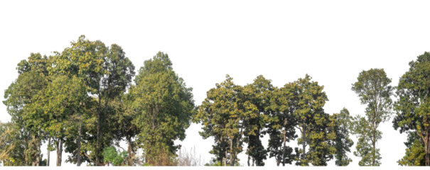 Green Trees on transparent background. are Forest and foliage in summer for both printing and web pages with cut path and alpha channel