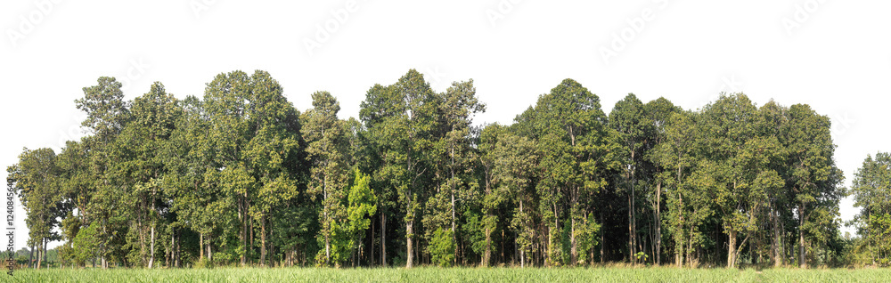 Aufkleber Green Trees on transparent background. are Forest and foliage in summer for both printing and web pages with cut path and alpha channel