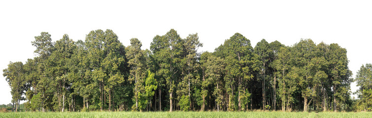 Green Trees on transparent background. are Forest and foliage in summer for both printing and web pages with cut path and alpha channel