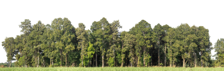 Green Trees on transparent background. are Forest and foliage in summer for both printing and web pages with cut path and alpha channel