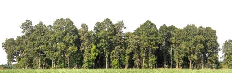 Foto op Canvas Green Trees on transparent background. are Forest and foliage in summer for both printing and web pages with cut path and alpha channel © Sarawut