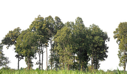 Green Trees on transparent background. are Forest and foliage in summer for both printing and web pages with cut path and alpha channel.
