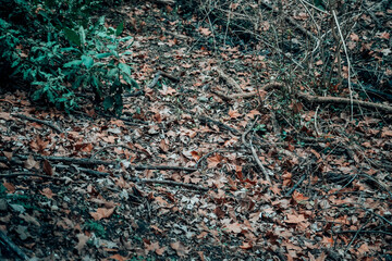 plants on the ground