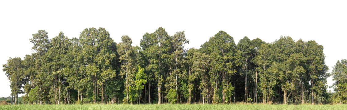 Green Trees on transparent background. are Forest and foliage in summer for both printing and web pages with cut path and alpha channel