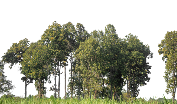 Green Trees on transparent background. are Forest and foliage in summer for both printing and web pages with cut path and alpha channel.