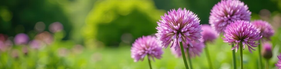 Obraz premium Purple Allium flowers in a garden scene with lush greenery and flowers blooming in the background, spring, nature