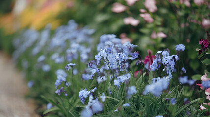 Forget-me-not flowers in a garden border.