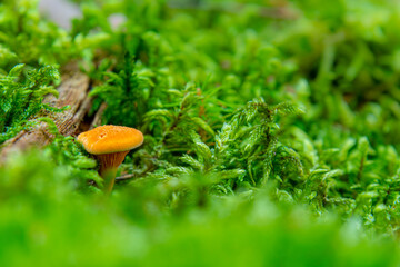 Delicious and Safe: A Guide to Edible Mushrooms