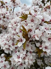 white cherry blossoms