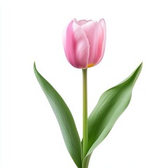 Naklejka premium tulip with pink bud with stem and leaves, isolated on white background, front view, realistic photo