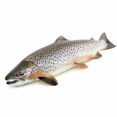 Obraz premium Fresh salmon fish on white background.