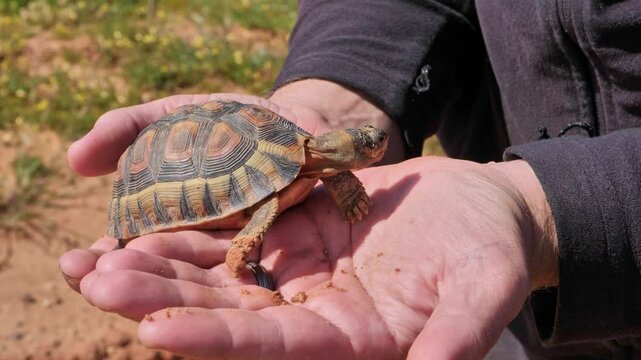 Small angulate tortoise in human hands, Karoo, South Africa, symbolizing conservation
