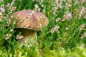 Delicious and Safe: A Guide to Edible Mushrooms
